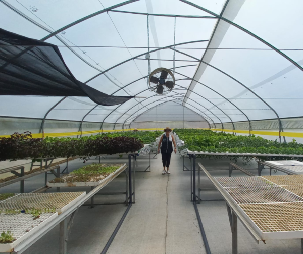 Our client Pacific Grow, hydroponics brings sustainable farming options to the Pacific region and is coupled with their strategy to expand sustainable farming practices. 